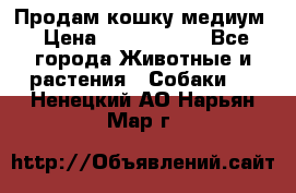 Продам кошку медиум › Цена ­ 6 000 000 - Все города Животные и растения » Собаки   . Ненецкий АО,Нарьян-Мар г.